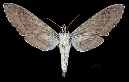 Female - ventral