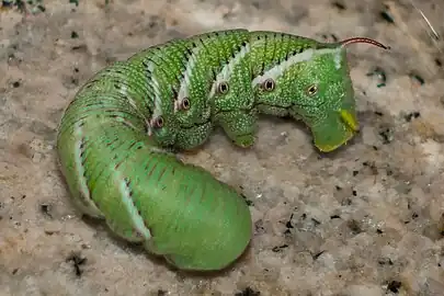 In the larval state its back end might be confused as its head.