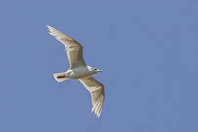 non-breeding plumage, Romania