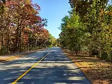 An empty straight paved road with a solid yellow line along the center, between large broadleaved trees