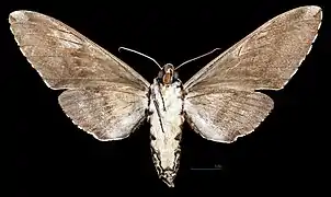 Female M. a. scribae , ventral view