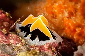 Reticulidia fungia Mushroom coral reticulidia, at Wakatobi National Park Indonesia, 2018