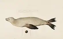 Japanese sea lion drawn by Philipp Franz von Siebold (1823-1829).
