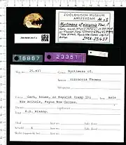 A bat skull with the mouth open