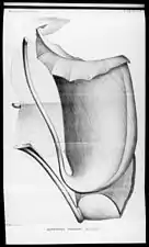 Illustration of N. truncata from Macfarlane's type description of 1911