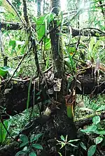 An epiphytic N. truncata from the Pantaron Range near San Fernando