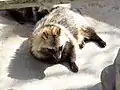 Japanese raccoon dog