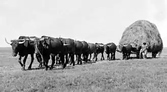 An Afrikander Wagon Transport in the Orange Free State