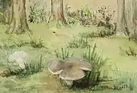 Mushrooms in the Woods