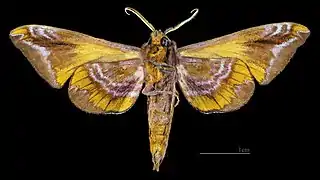 Paonias astylus ♂ △