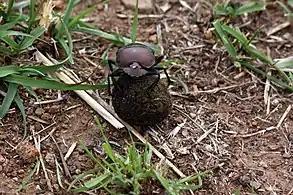 the beetle continues the 360 degree turn