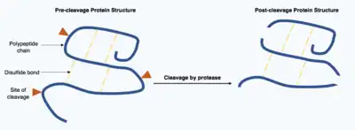 Two polypeptide chain, one chain is intact with three arrows indicating sites of protease cleavage on the chain and intermolecular disulphide bonds. The second chain is in three pieces connected by disulphide bonds.