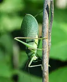 Pterophylla camellifolia (common true katydid) at a motel just south of Mammoth Cave National Park, Kentucky
