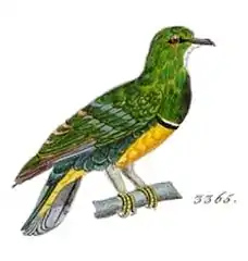 Drepanoptila