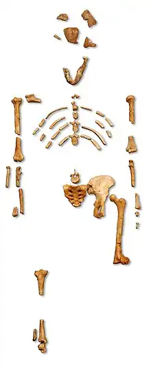 Skeleton (from Human history)