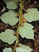 Stem (under surface)