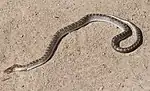Glossy snake (Arizona elegans)