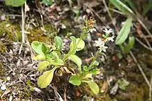 Flowering plant of M. pansa subsp. pansa