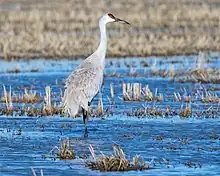 Greyish-white crane with red forehead