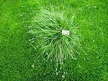 Sesleria heufleriana