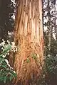 60 metre tall shining gum, Snowy River National Park