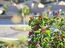 Above a suburban environment