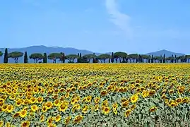 Sunflower field near Castiglione della Pescaia, Maremma