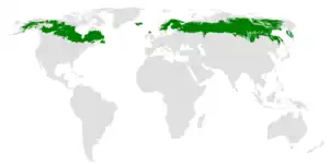 A map with a white background shows gray silhouettes of continents with green shading over the area where the taiga biome can be found.