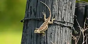 Texas spiny lizard (Sceloporus olivaceus) basking on a fencepost, Highway 102, Colorado County, Texas, USA (26 March 2017)
