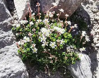 Tolmie's saxifrage (Micranthes tolmiei)