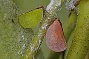 Adults - green and rarer pink form