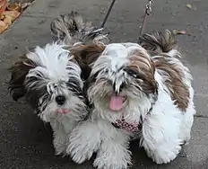 Image 10Two Shih Tzu puppies (from Puppy)