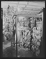 District Grocery Store warehouse – Banana-ripening room