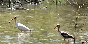 White ibis (Eudocimus albus) adult and immature plumage, Trinity River National Wildlife Refuge