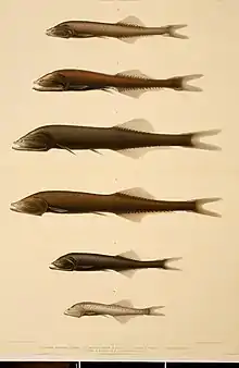 Illustration displaying various Cyclothone species including C.obscura (3)