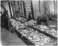 Case and Draper photo of a scow load of salmon in Alaska