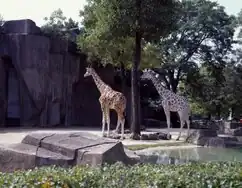 Giraffes at the zoo